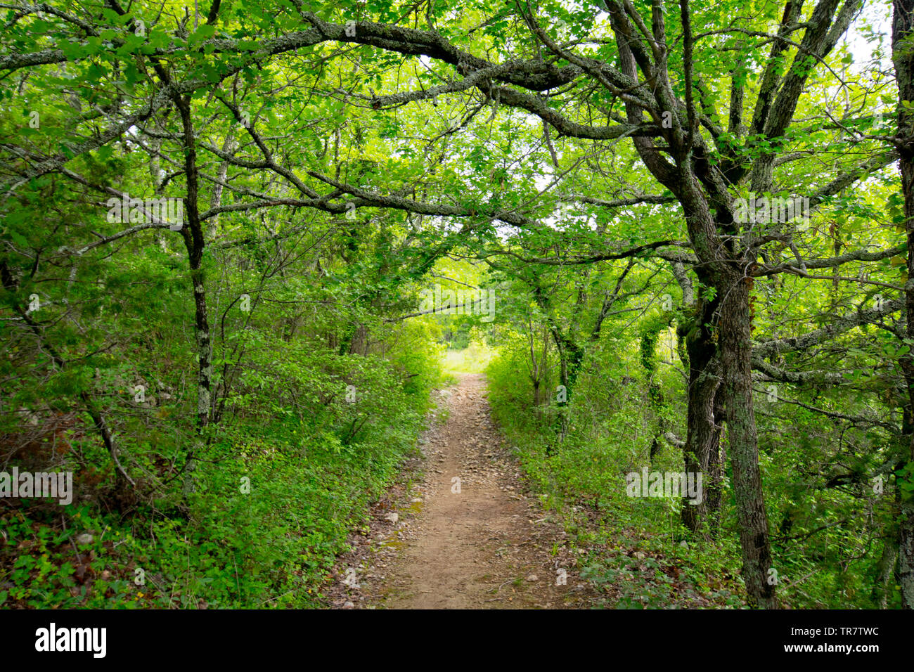 Mistico percorso di foresta vicino Larnas nella regione Ardeche in Francia Foto Stock