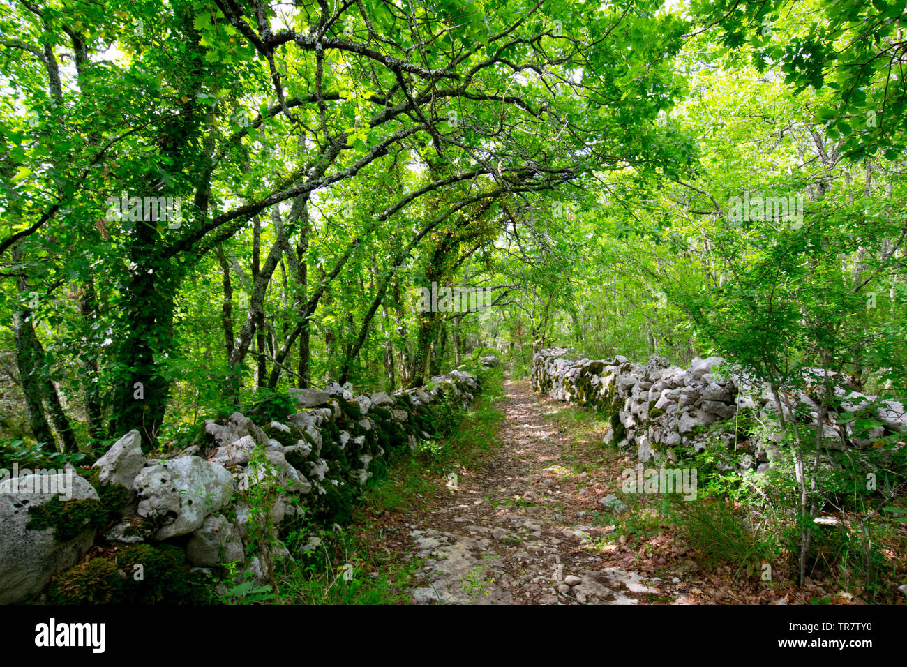 Mistico percorso di foresta vicino Larnas nella regione Ardeche in Francia Foto Stock