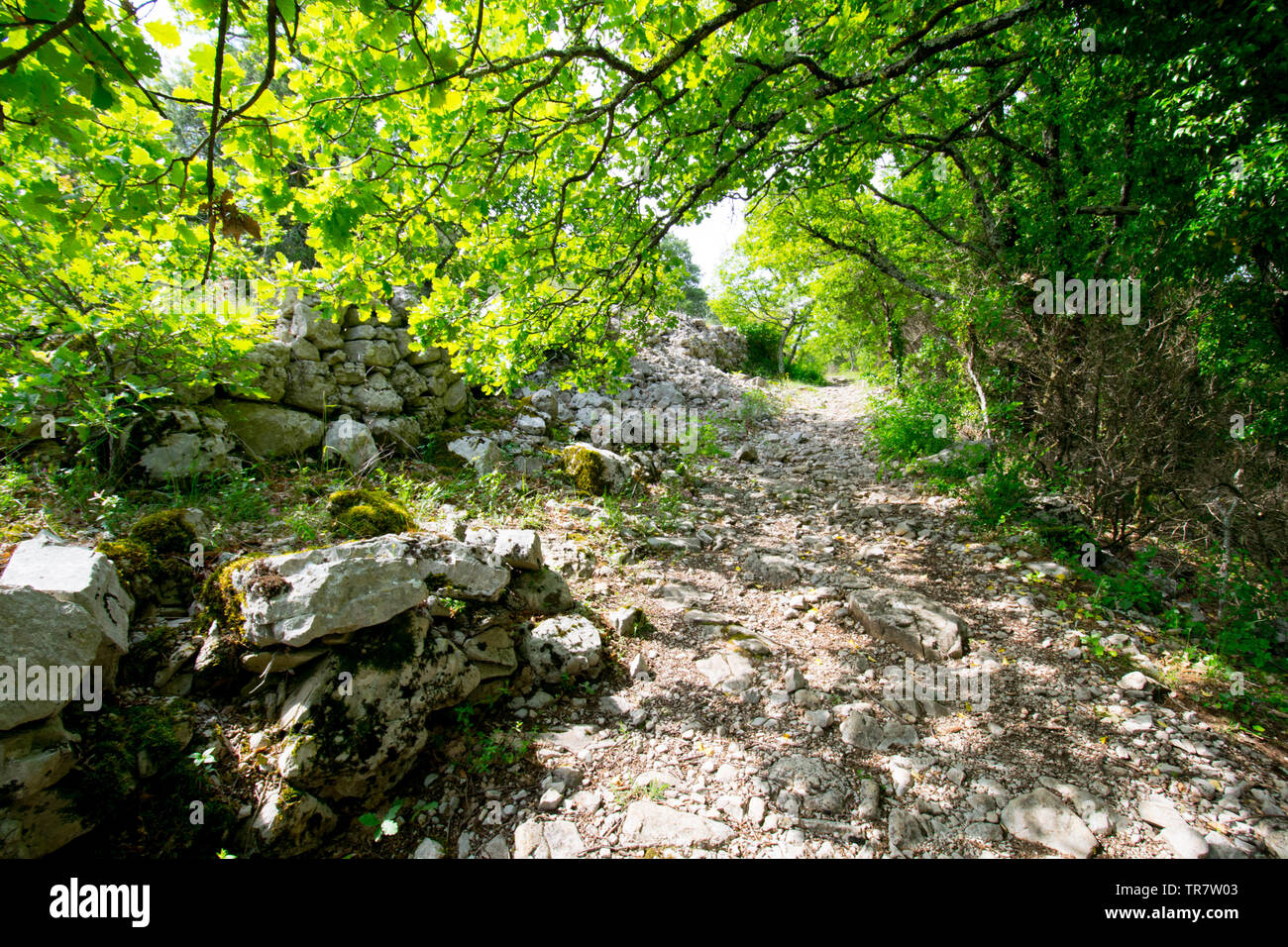 Mistico percorso di foresta vicino Larnas nella regione Ardeche in Francia Foto Stock