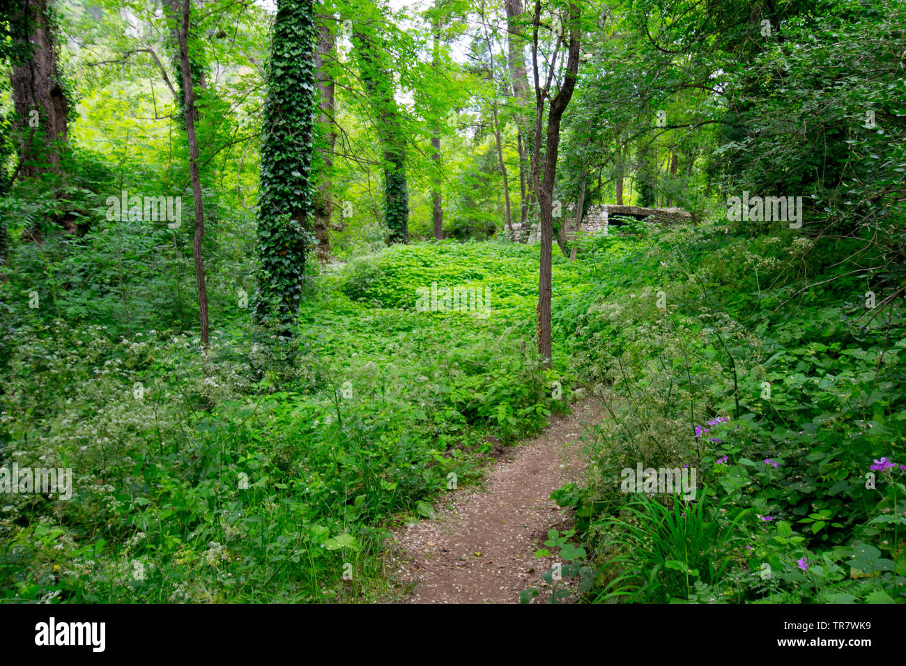 Mistica foresta vicino Labeaume nella regione Ardeche in Francia Foto Stock