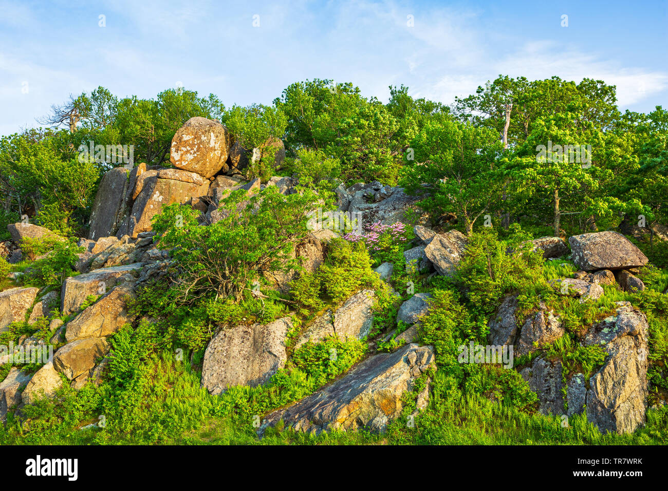 Paesaggio roccioso lungo lo Skyline Drive nel Parco Nazionale di Shenandoah, Virginia, Stati Uniti d'America Foto Stock