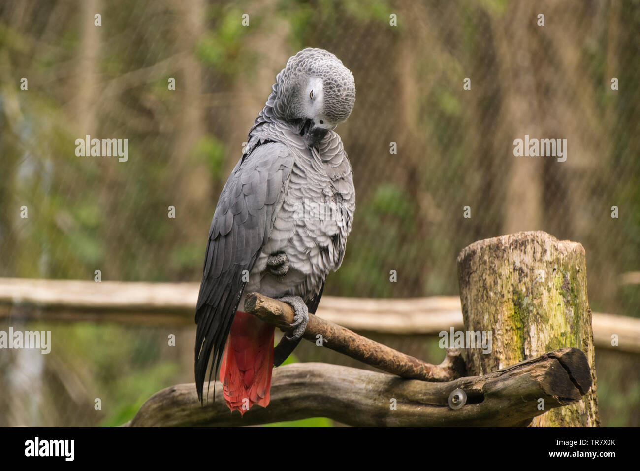 Psittacus è un genere di pappagalli africani nella sottofamiglia Psittacinae. Egli è stato fotografato presso lo zoo in Guadalupa. Foto Stock