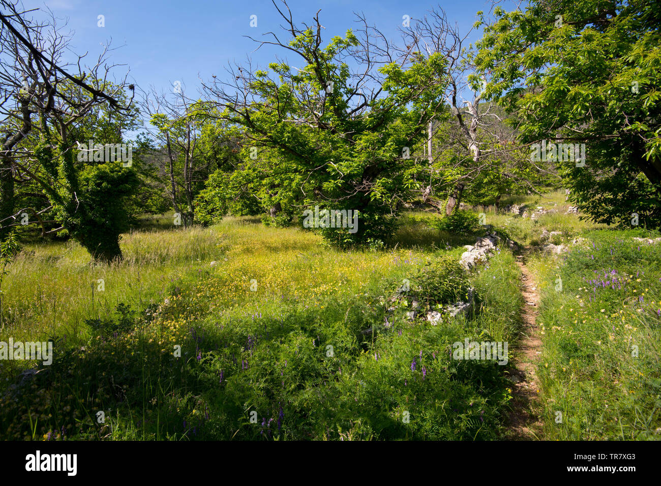 Albero di castagno plantation vicino a navate in Ardeche in Francia Foto Stock