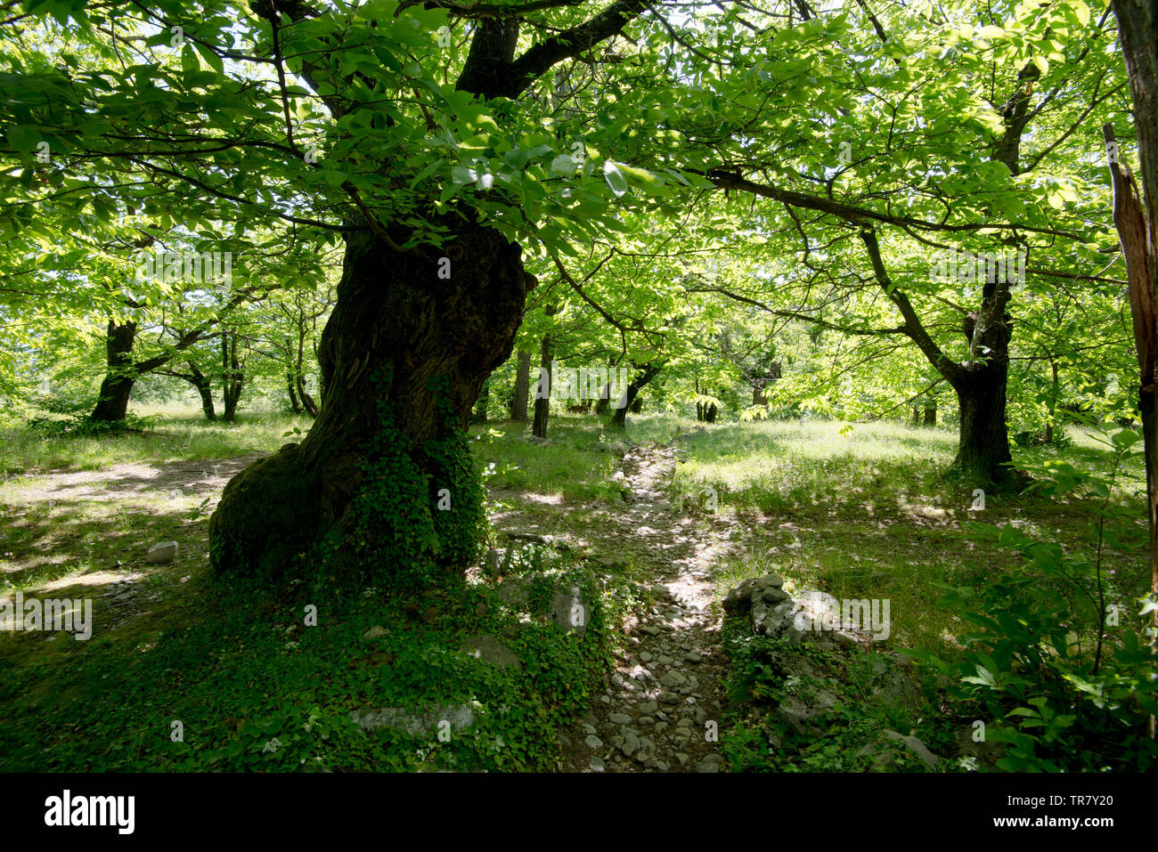 Albero di castagno plantation vicino a navate in Ardeche in Francia Foto Stock