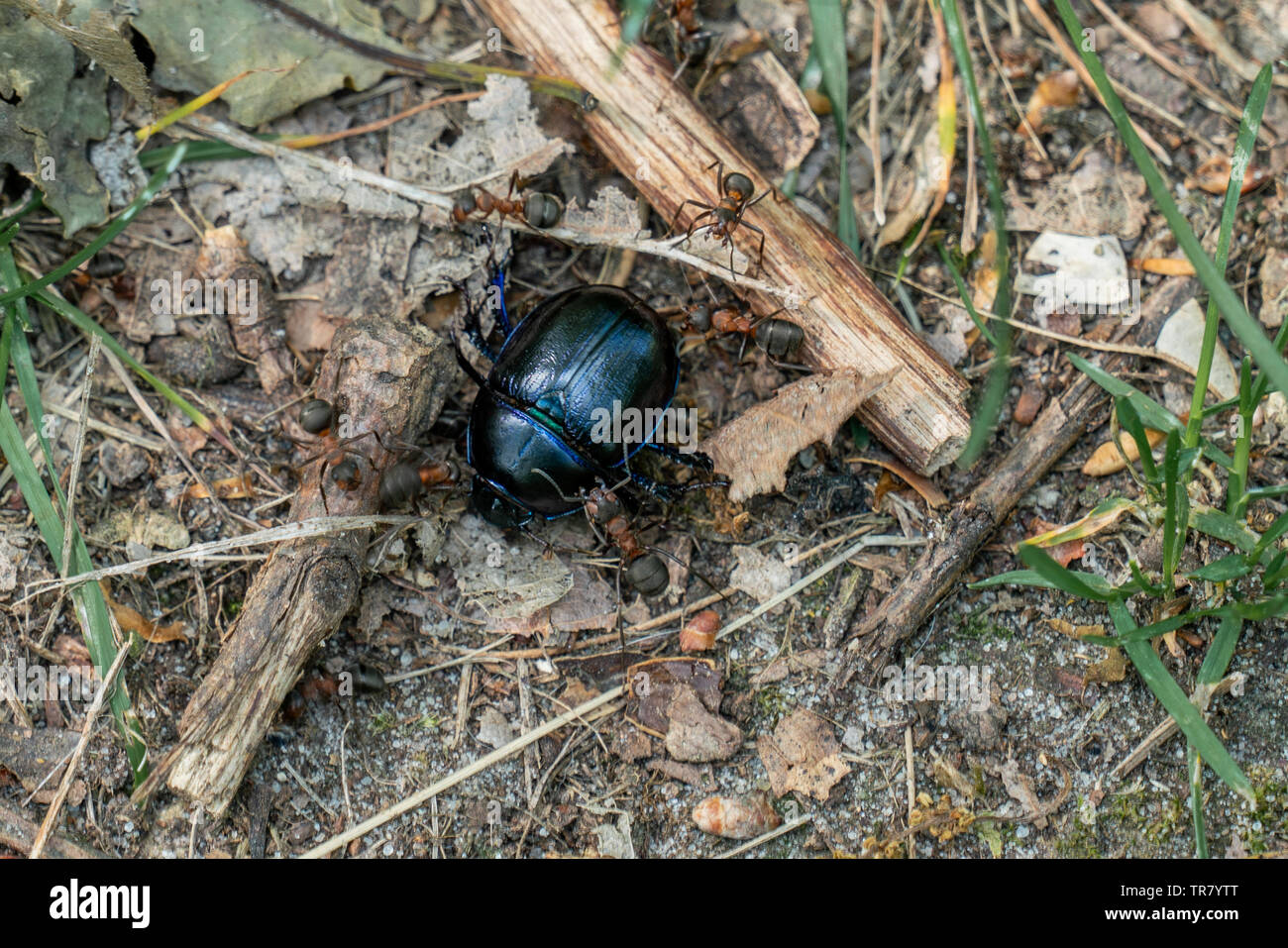 Macro close up di diverse formiche di legno (formica) trasportare un morto dor dung beetle (anoplotrupes stercorosus) Foto Stock
