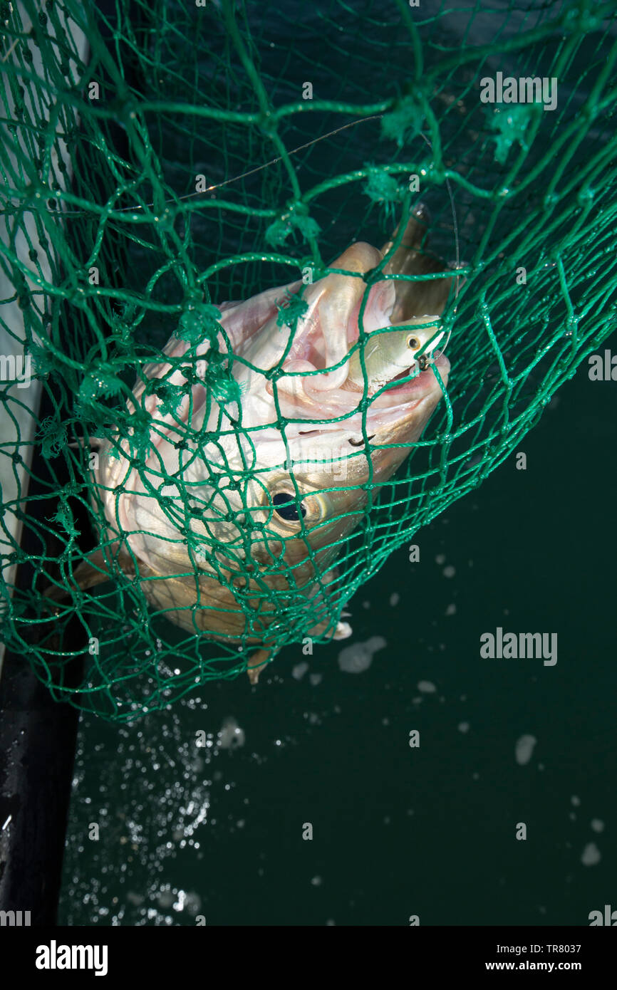 Un Pollack, Pollachius pollachius, che è stato catturato da una barca usando un esca artificiale che è stato pescato in prossimità di una barriera corallina. Canale Inglese Dorset en Foto Stock