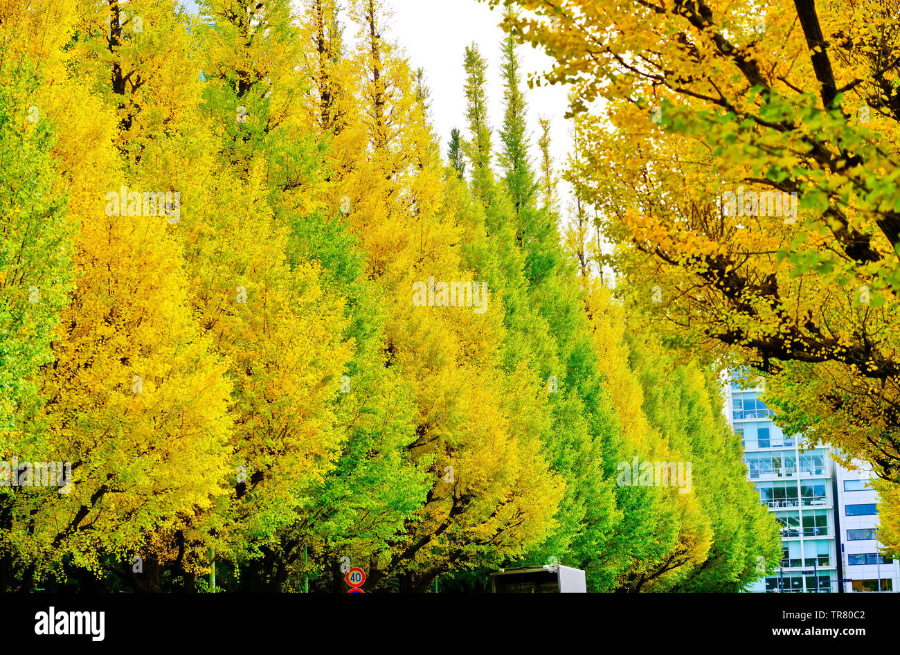 Vista la colorata ginkgo in autunno a Meijijingu Gaien in Tokyo. Foto Stock