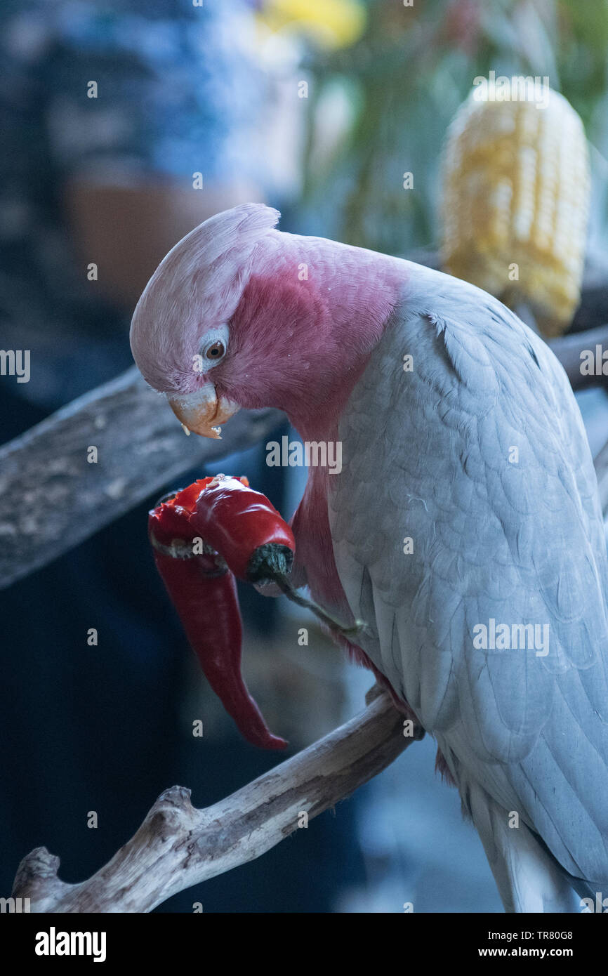 Un salvato rosa e grigio Galah (Eolophus roseicapilla), un uccello Australiano, mangiare semi da un peperoncino. Foto Stock