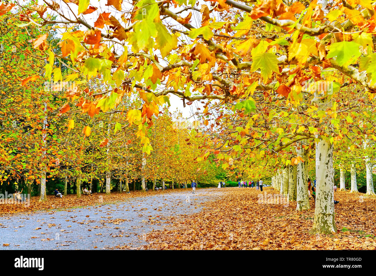 Vista del bel giardino con alberi colorati in autunno a Shinjuku Gyoen Giardino a Tokyo in Giappone. Foto Stock