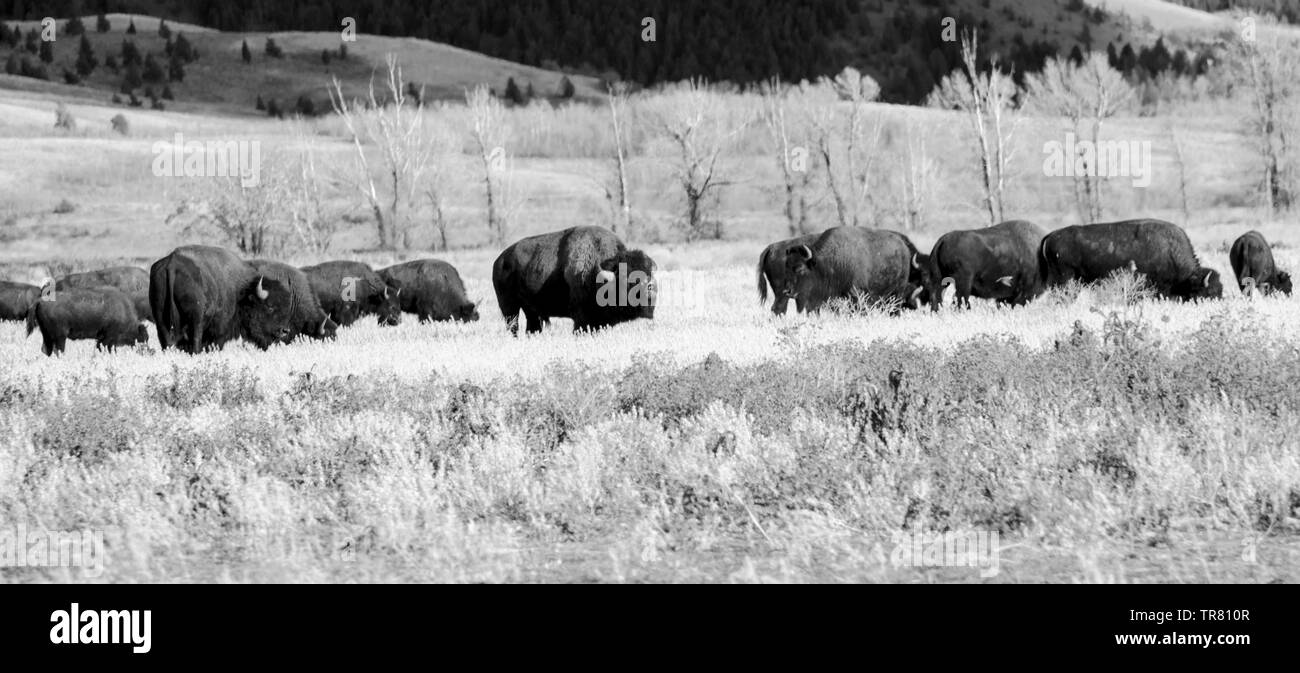 Il maestoso pascolo americano del bisonte sul campo aperto nel Grand Teton National Park nello stato americano del Wyoming Foto Stock