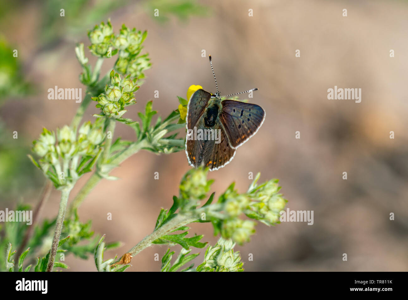 Macro close up di un maschio marrone Lycaena tityrus butterfly su alcuni fiori bianchi Foto Stock