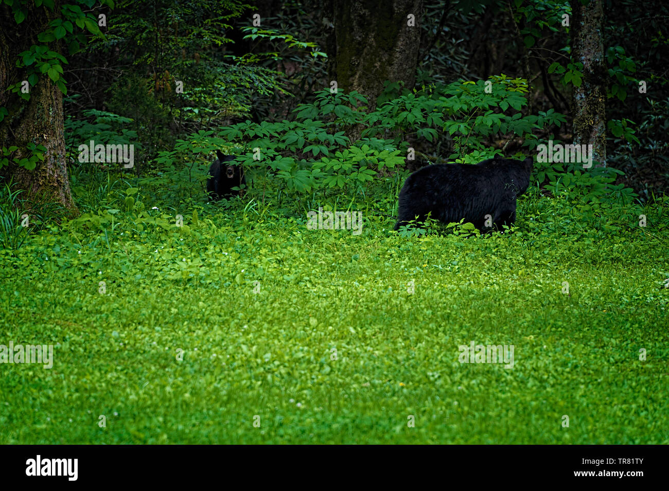 Momma Orso e cub sul bordo della foresta a Templeton Homestead in Cades Cove Valley, Tennessee Foto Stock