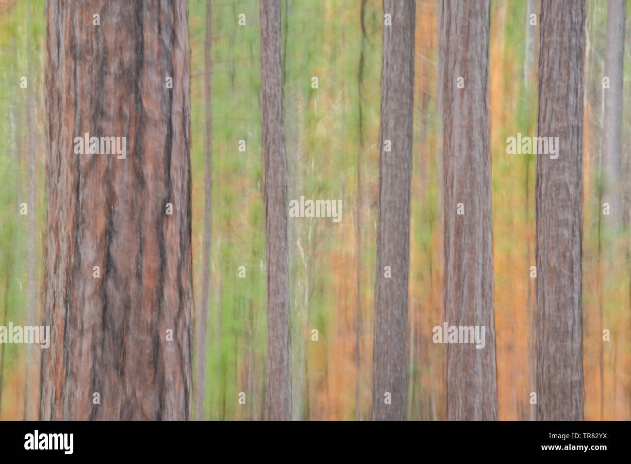 Soft focus di Longleaf pini (Pinus palustris), Weymouth boschi Sandhills Nature Preserve, NC, Stati Uniti d'America, da Bill Lea/Dembinsky Foto Assoc Foto Stock