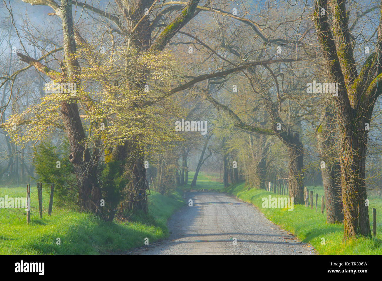 Inizio della primavera, il mattino, scintille Lane, Cadei's Cove, Great Smoky Mountains National Park, TN, Stati Uniti d'America, da Bill Lea/Dembinsky Foto Assoc Foto Stock