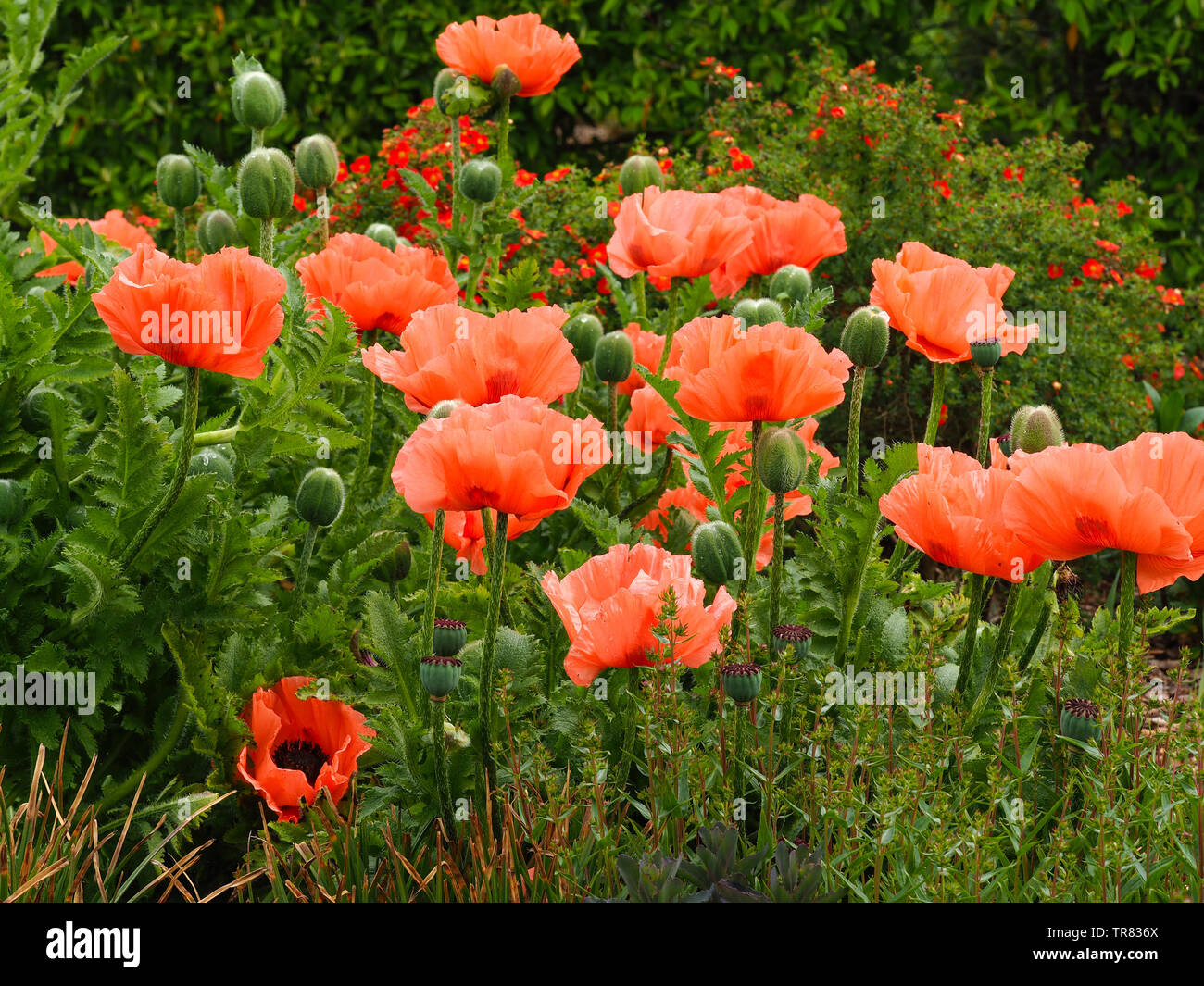 Papavero rosso fiori e boccioli in un fresco giardino estivo Foto Stock