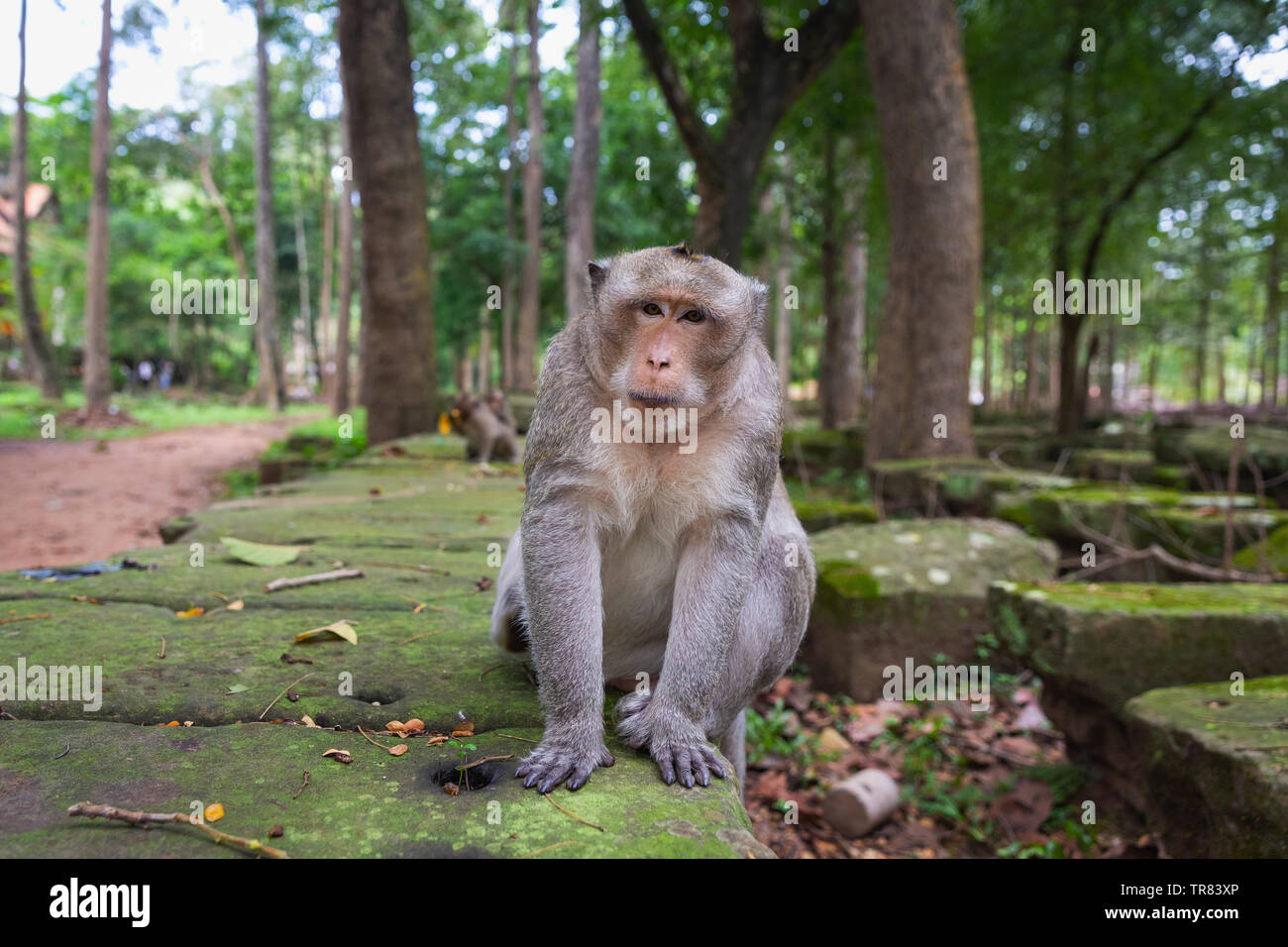 Scimmia macaco seduto fuori del tempio Bayon, Angkor Thom, Siem Reap Provincia, Cambogia, Indocina, Asia sud-orientale, Asia Foto Stock