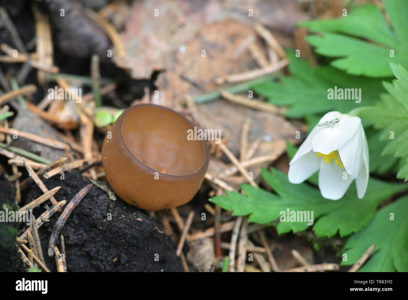 Dumontinia tuberosa, noto come the anemone cup, funghi selvatici dalla Finlandia Foto Stock