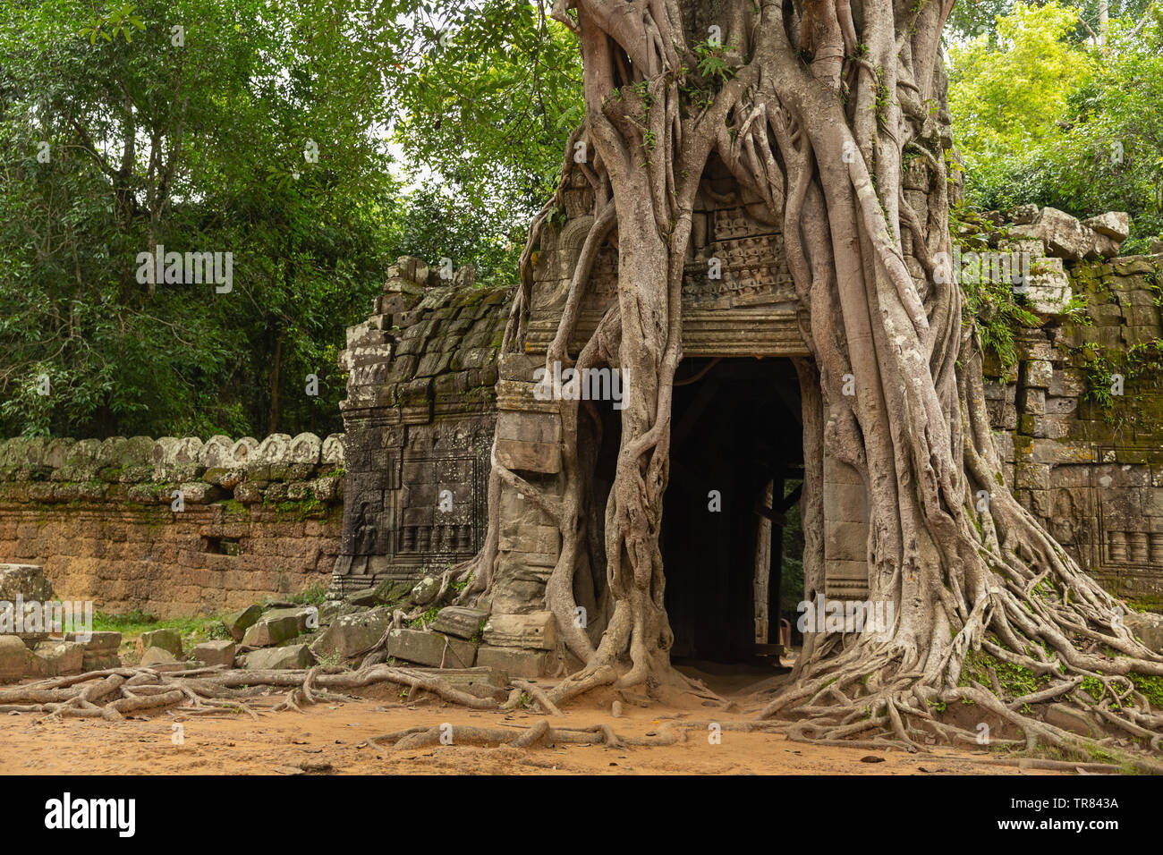 Banyon copertura di alberi porta est, Ta Som, Tempio di Angkor, Sito Patrimonio Mondiale dell'UNESCO, Siem Reap Provincia, Cambogia, Indocina, sud-est asiatico,Asia Foto Stock