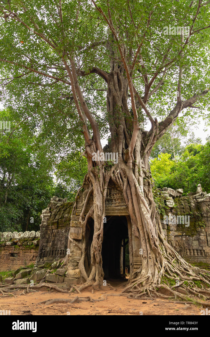 Banyon copertura di alberi porta est, Ta Som, Tempio di Angkor, Sito Patrimonio Mondiale dell'UNESCO, Siem Reap Provincia, Cambogia, Indocina, sud-est asiatico,Asia Foto Stock