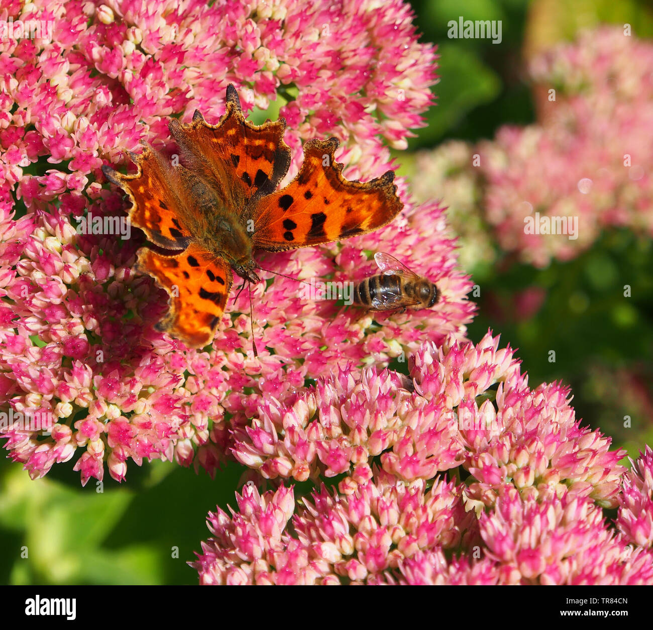 Virgola butterfly (Polygonia c-album) alimentazione sui fiori di Sedum Spectabile Hylotelephium altrimenti noto come impianto di ghiaccio o stonecrop. Foto Stock