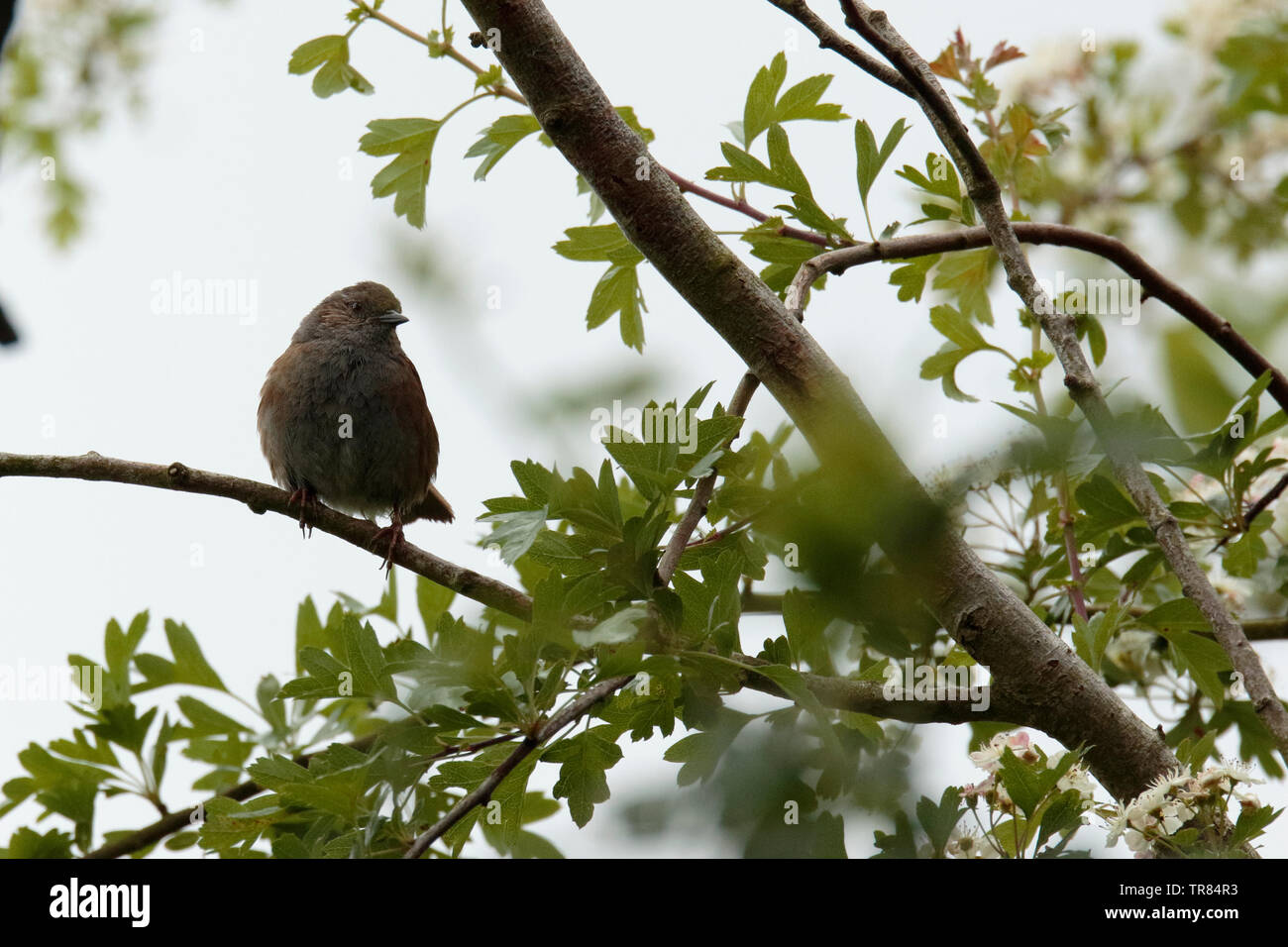 Hedge Sparrow Foto Stock