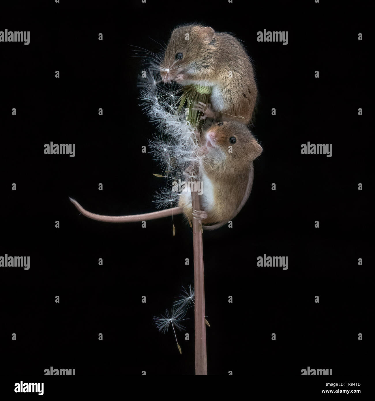 Harvest Mouse su tarassaco orologio (Micromys minutus) Foto Stock