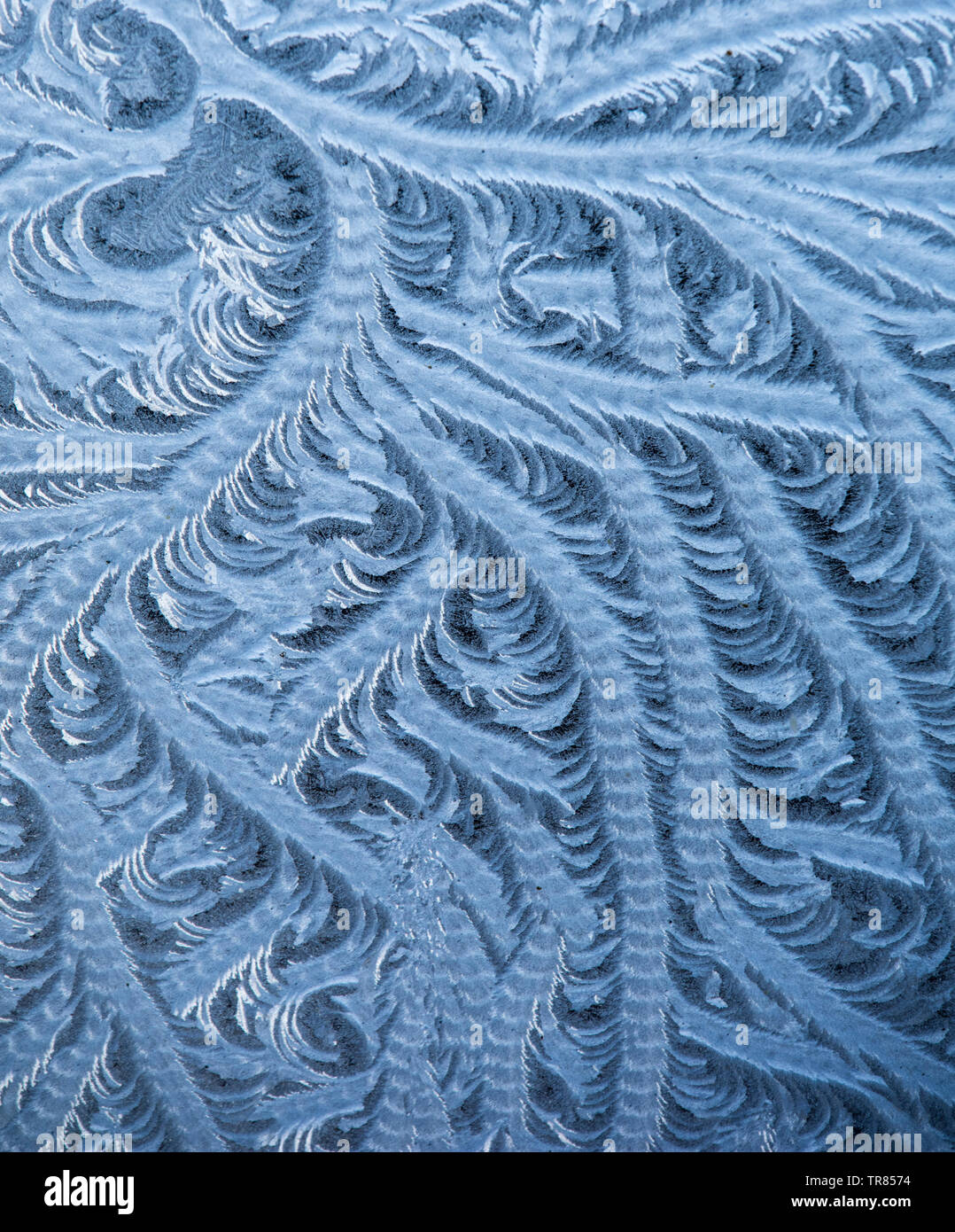 Frost pattens (fern frost) su una finestra. Foto Stock