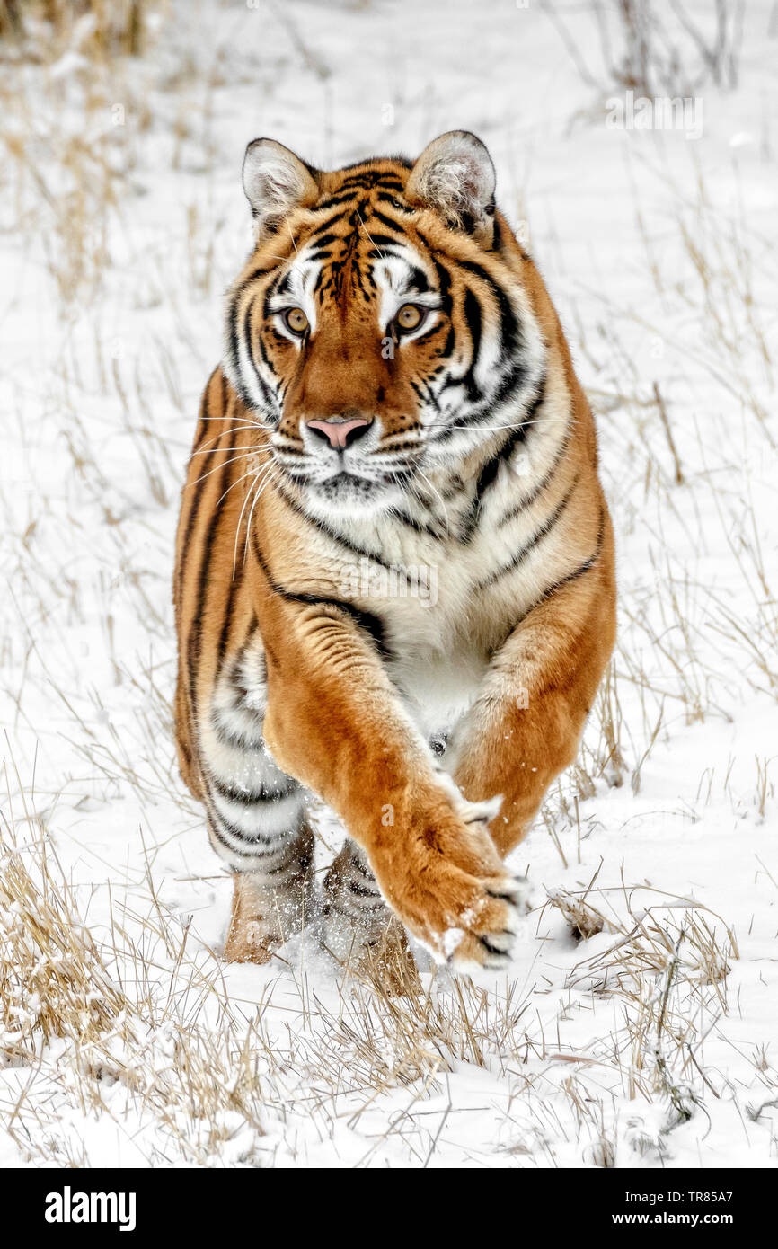 La tigre siberiana è il più grande dei gatti grandi e possono pesare fino a  670 libbre. Nel selvaggio il loro peso è di solito tanto quanto 500 libbre  Foto stock - Alamy