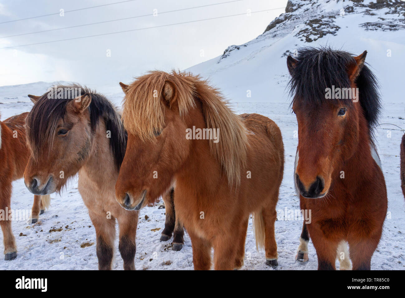 Cavalli islandesi in piedi nella neve durante l'inverno in Islanda. Foto Stock