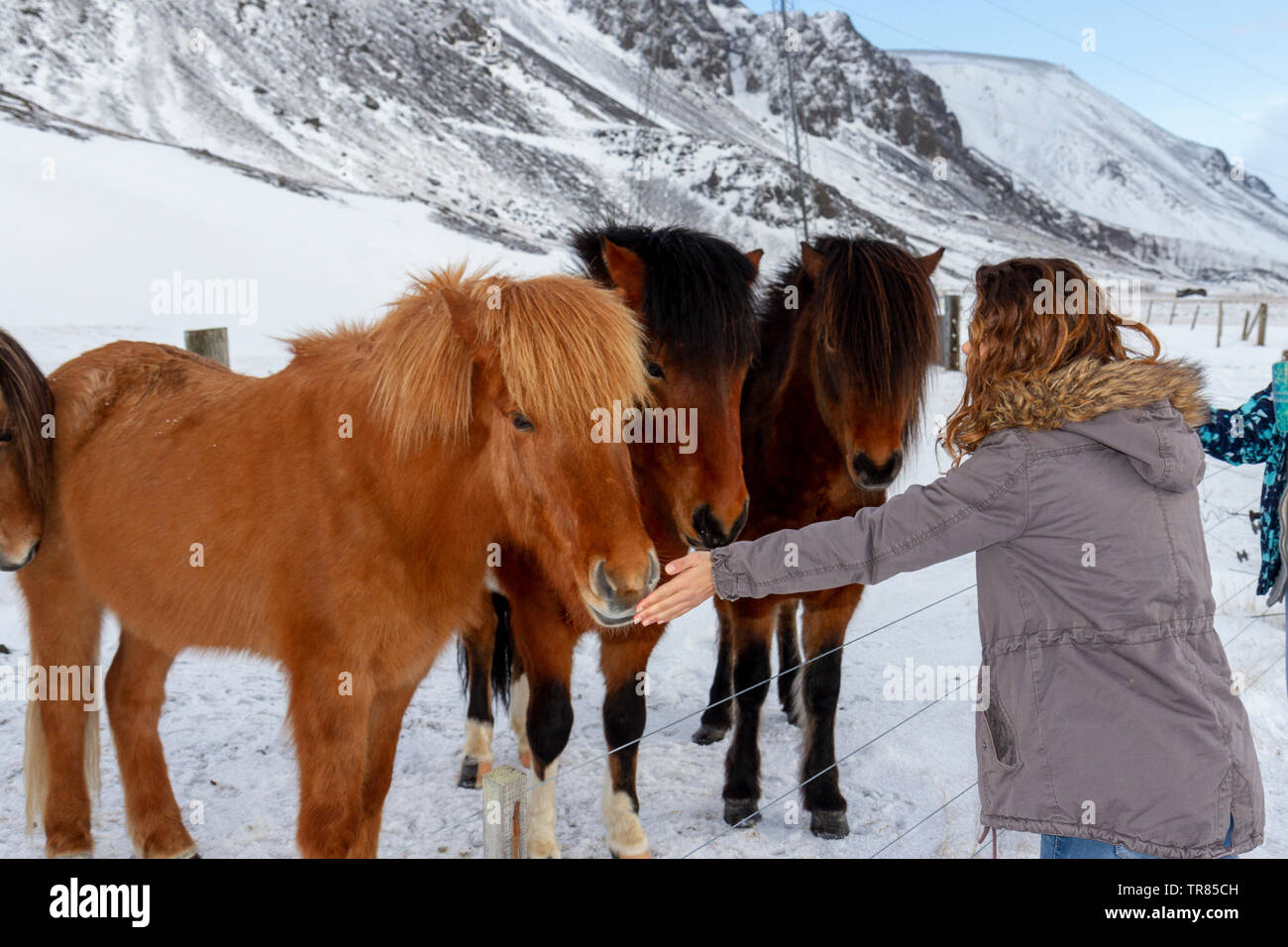 Una donna di toccare un cavallo islandese durante l inverno in Islanda. Foto Stock
