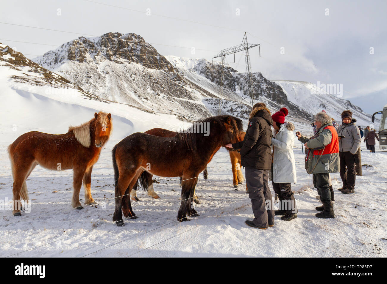 I visitatori di prendere le foto delle vacanze di alcuni cavalli islandesi in piedi nella neve durante l'inverno in Islanda. Foto Stock
