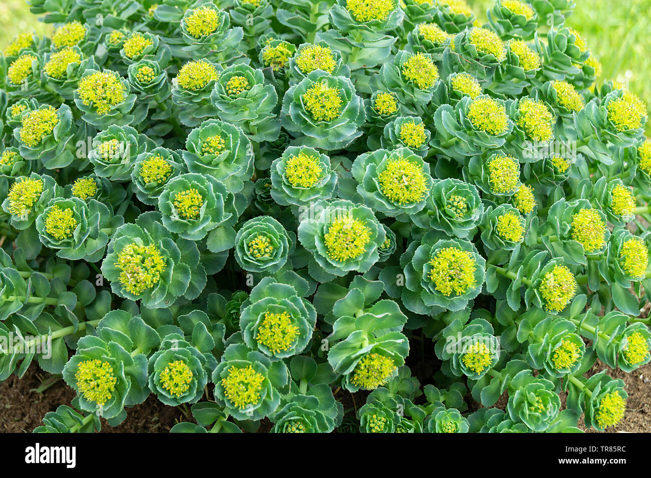 Rhodiola rosea blossom dalla primavera al giorno solare.bellissimo sfondo verde Foto Stock