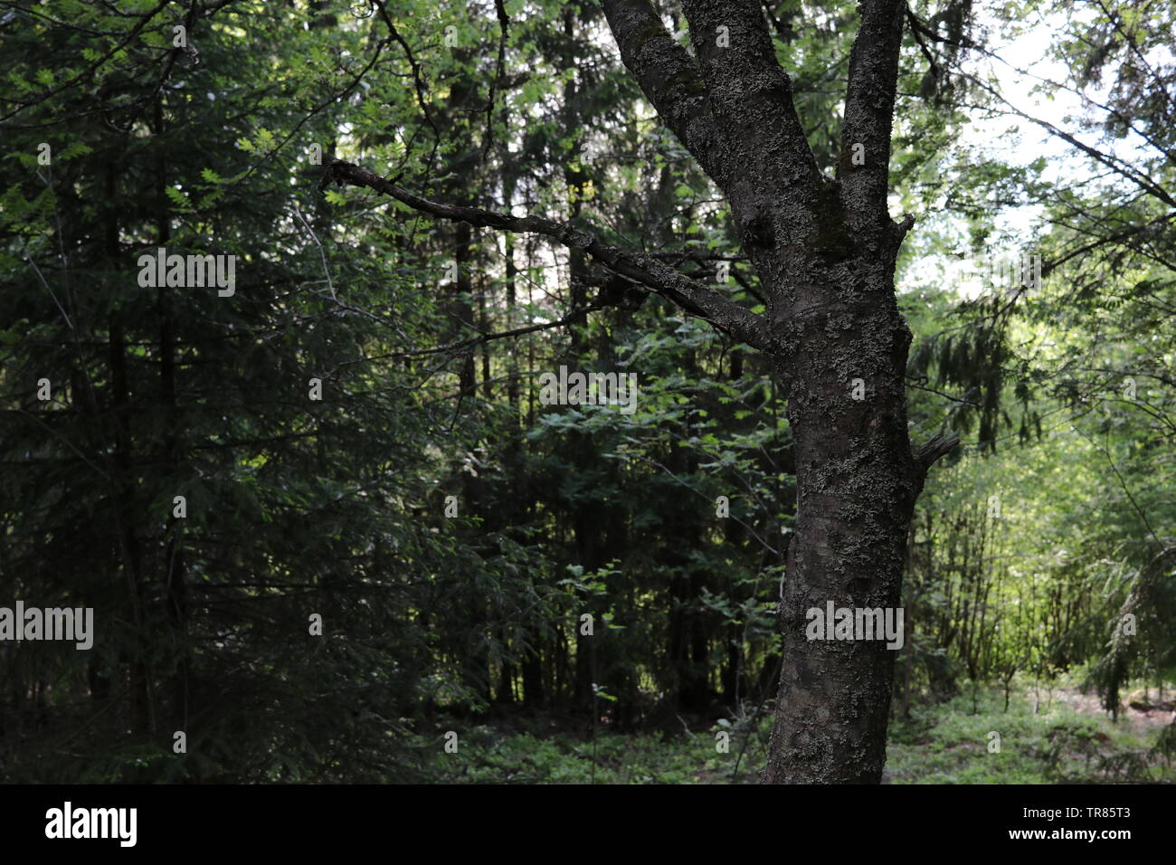 Una curva tronco di albero in una foresta di abeti rossi. Foto Stock