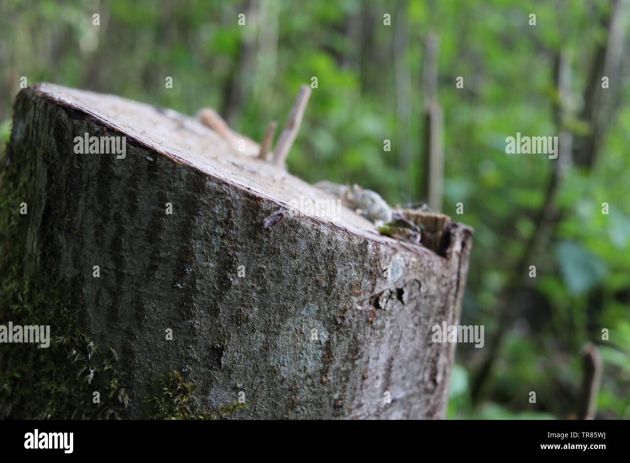 Un taglio basso tronco di albero si inclina verso la luce. Foto Stock