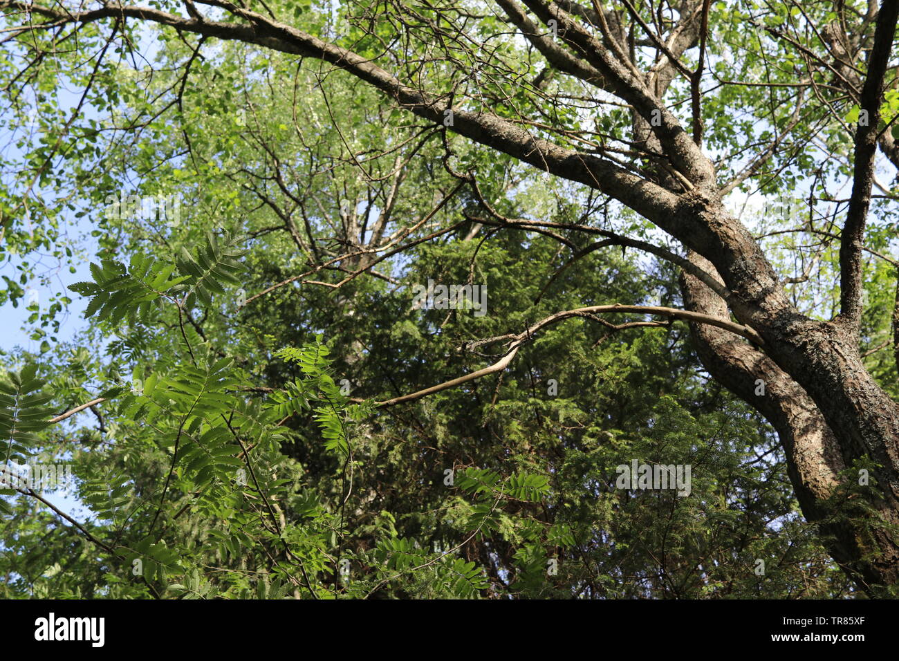 Spostando un tronco di albero mezzo di alberi di diverse tonalità di verde. Foto Stock