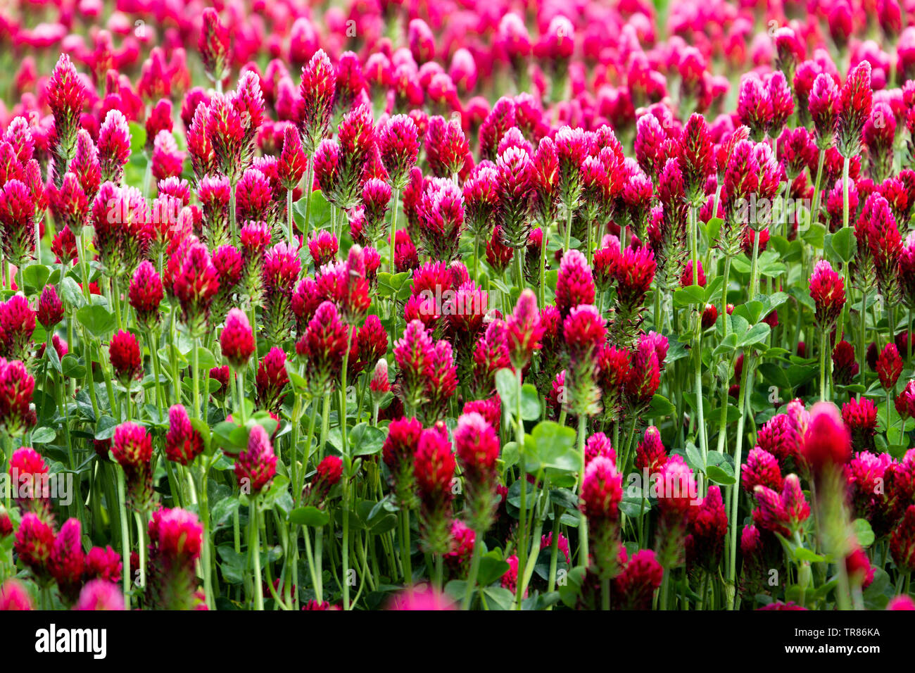Campo di fioritura cremisi di trifoglio rosso (Trifolium incarnatum) paesaggio rurale. Foto Stock