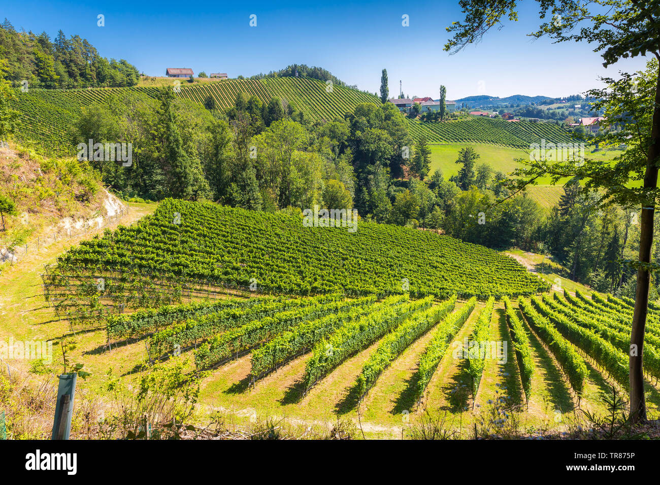 Vigneto nel sud della Stiria, Austria Foto Stock