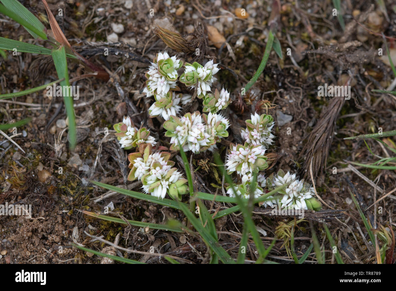 La pianta rara, collana corallo (Illecebrum verticillatum) a Broxhead comune in Hampshire, Regno Unito, durante il mese di maggio Foto Stock