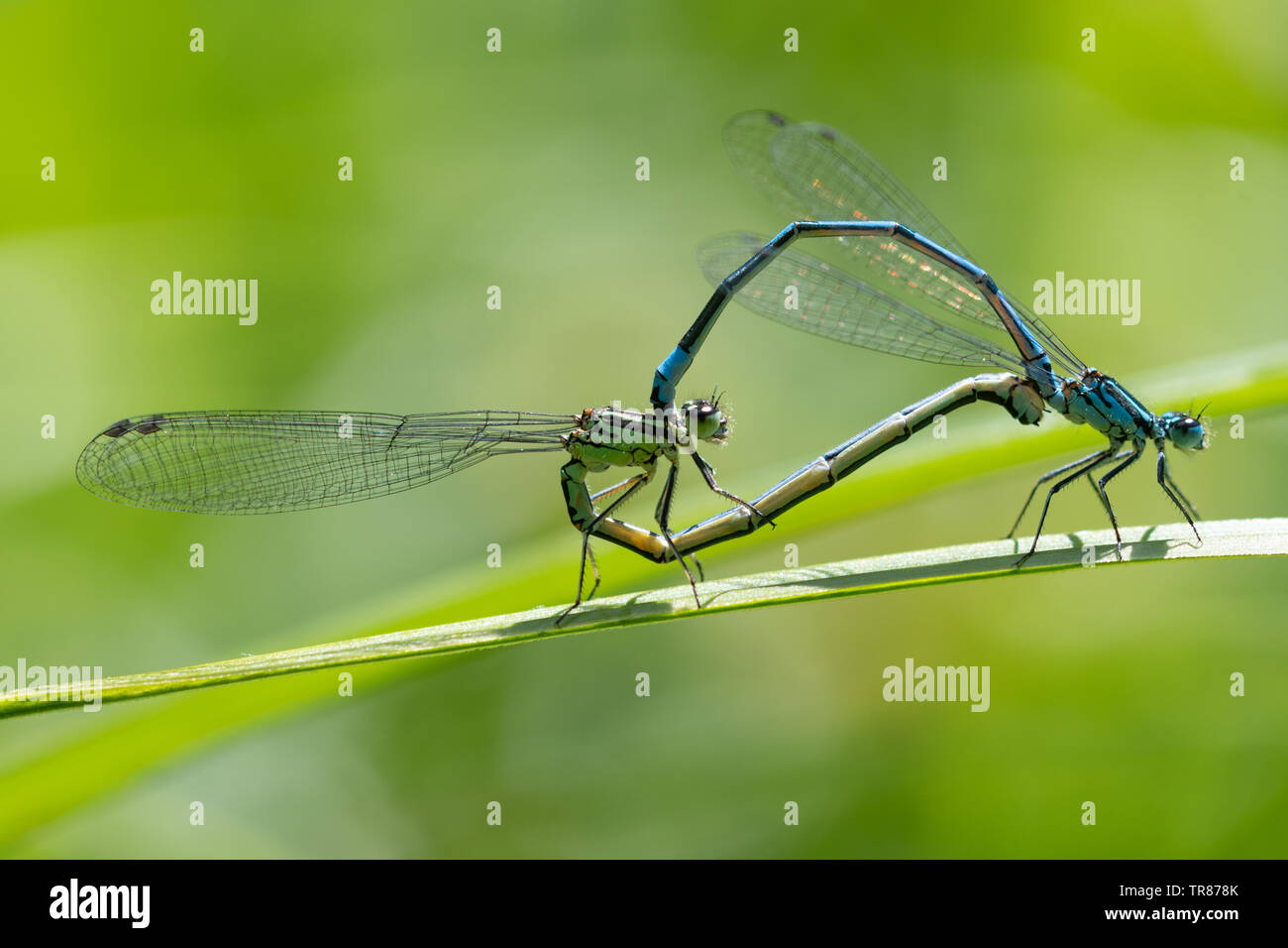 Comune damselflies blu (Enallagma cyathigerum) coniugata coppia su canne accanto ad un laghetto, Maggio, REGNO UNITO Foto Stock