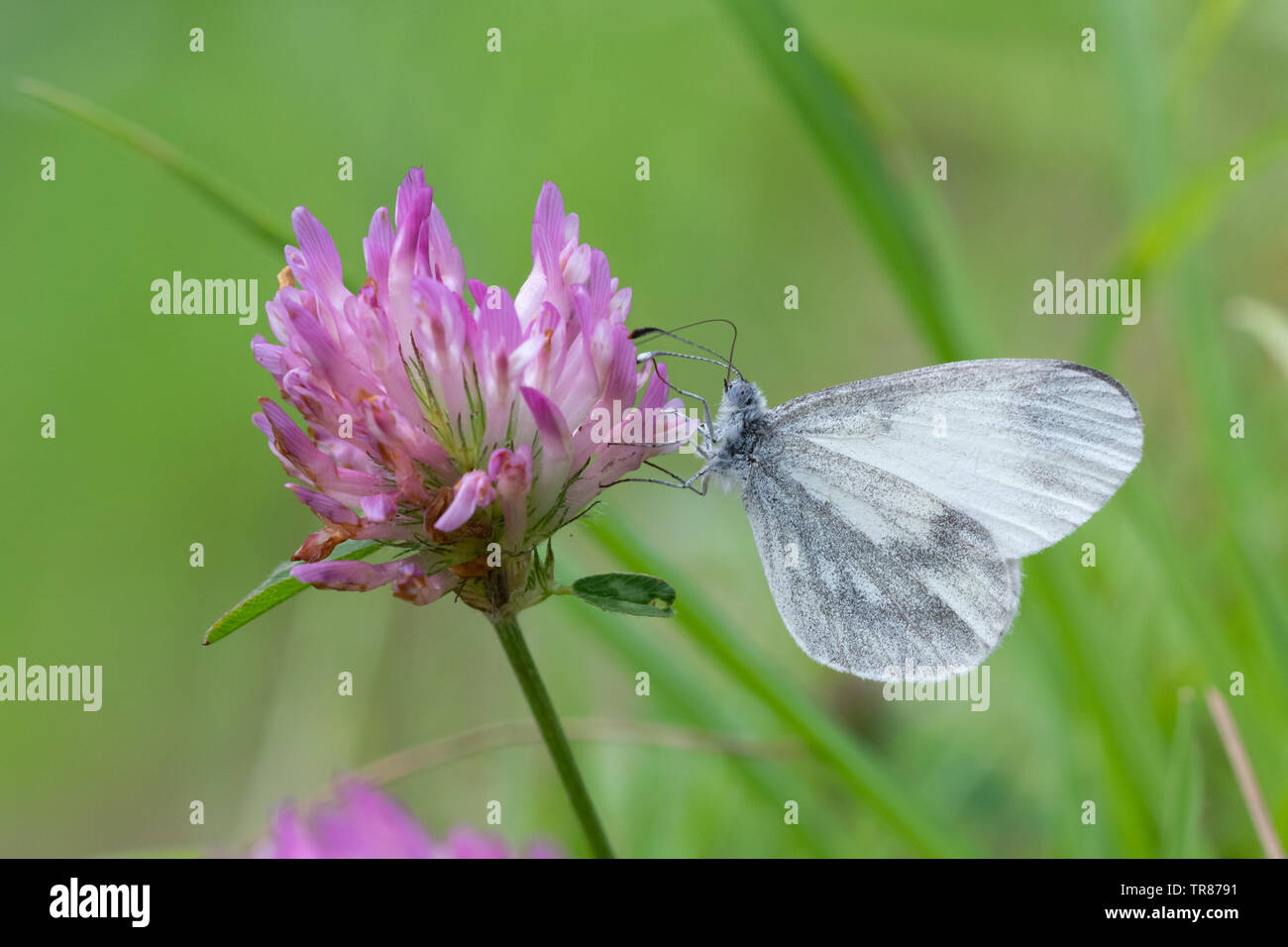 Legno bianco (farfalla Leptidea sinapis) nectaring sul rosso (rosa) di trifoglio rosso (Trifolium pratense) in legno quercino, Surrey, Regno Unito, durante il mese di maggio Foto Stock