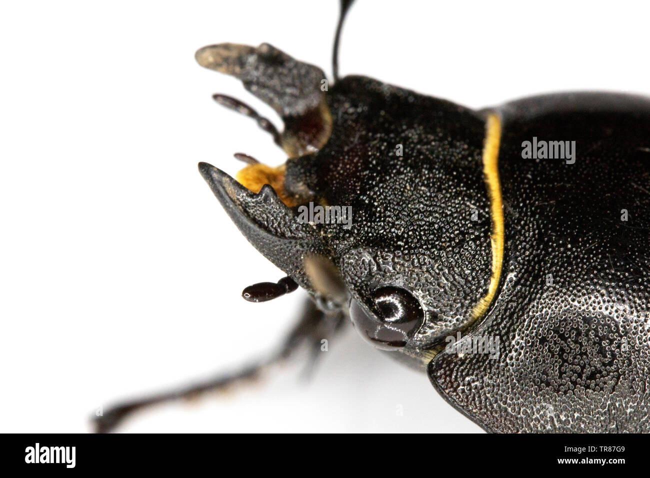 Femmina Stag Beetle insetto su sfondo bianco Close Up Foto Stock