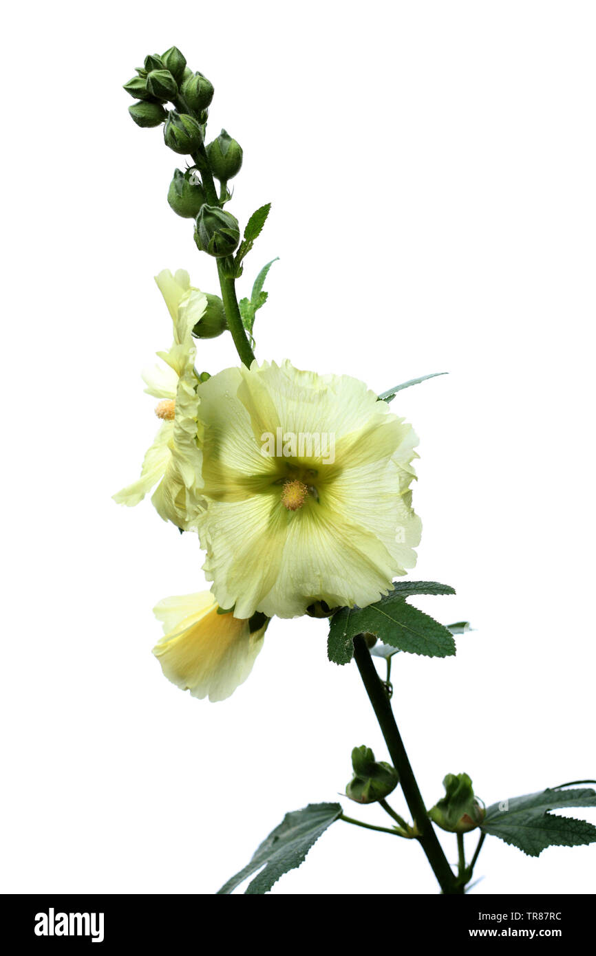 Hollyhock - alcea - testa di fiori su uno stelo Foto Stock