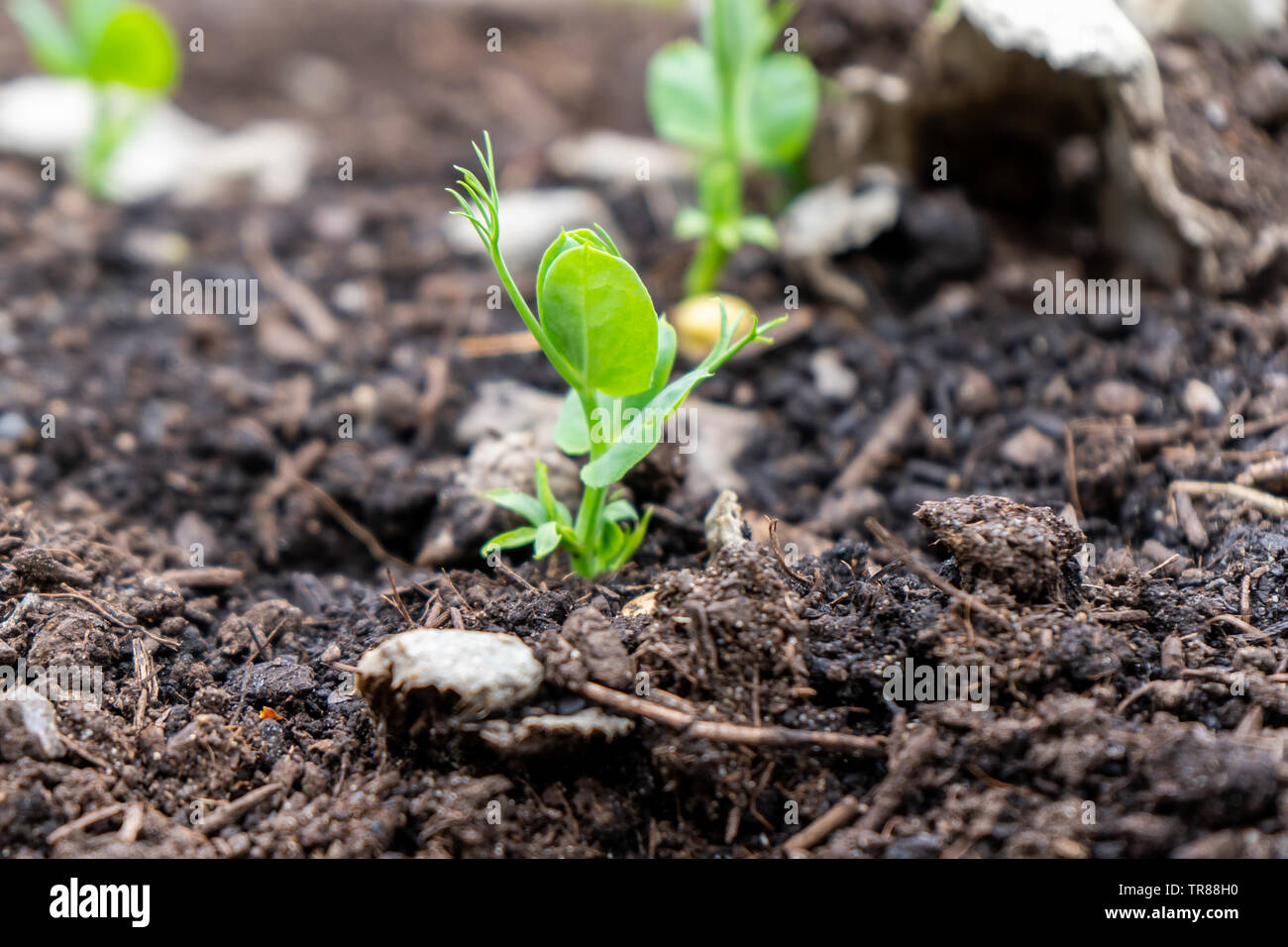 Close up di un pisello shoot crescono fuori del compost terreno in una casa giardino nella stagione primaverile. Usato come un microgreen o coltivate per cialde. Foto Stock