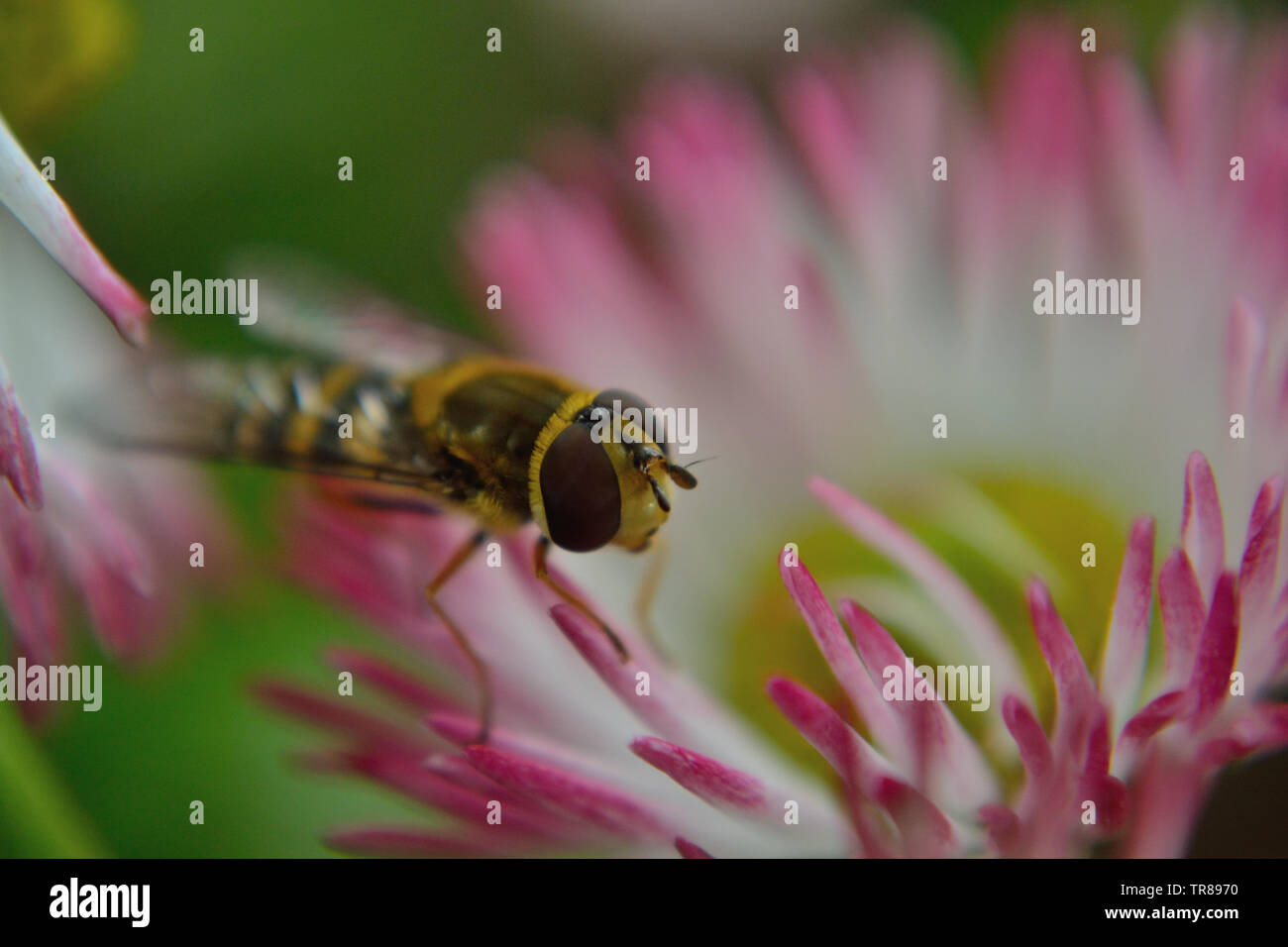 La marmellata di arance hoverfly, Episyrphus balteatus su gerbera daisy flower Foto Stock