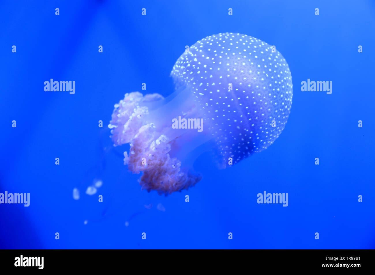 White-spotted meduse nuotare intorno come una campana galleggiante come è noto anche come. Foto Stock