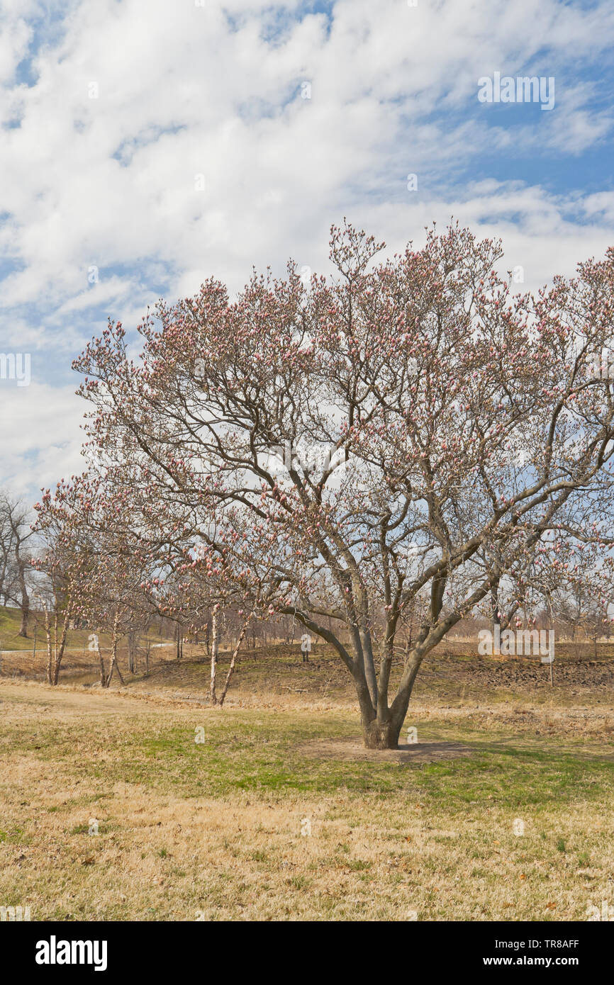 Aprile ingannare intorno a San Louis Forest Park accanto al lago Post-Dispatch. Piattino magnolia in fiore sotto parzialmente nuvoloso sky. Foto Stock