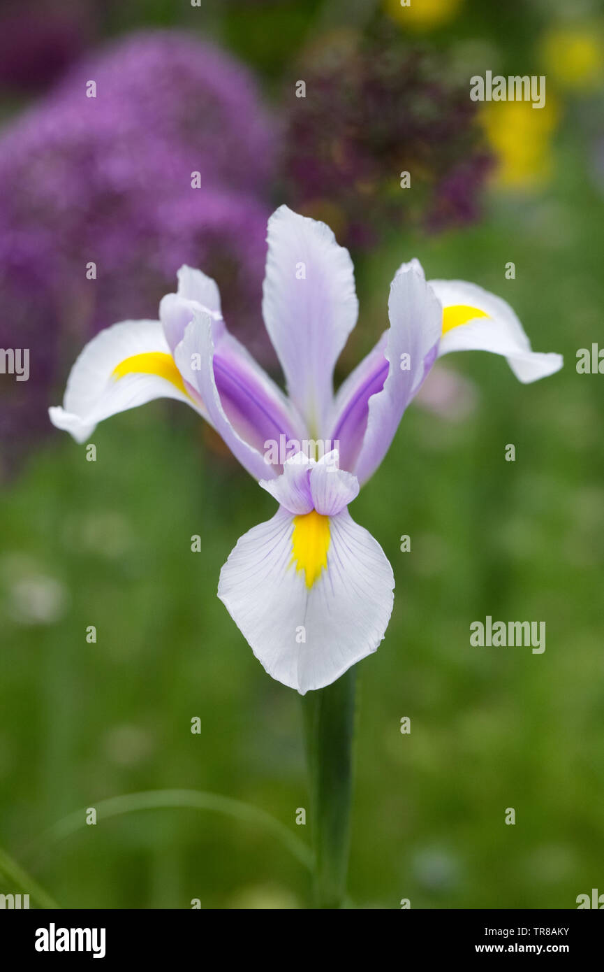 Iris hollandica 'Carmen' fiore in primavera. Foto Stock