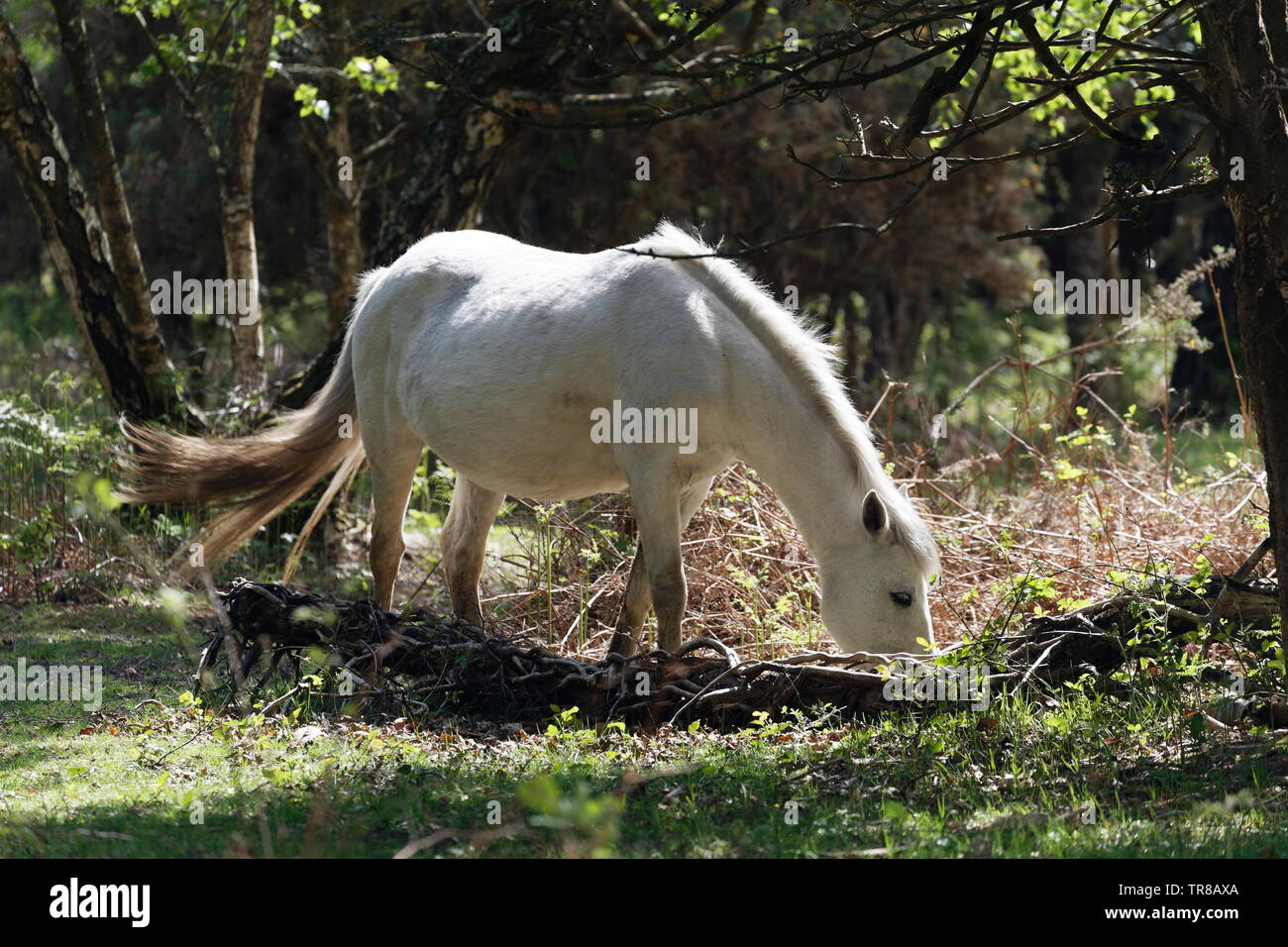 Bella bianca New Forest pony pascolare nei boschi retroilluminato in Hampshire Foto Stock