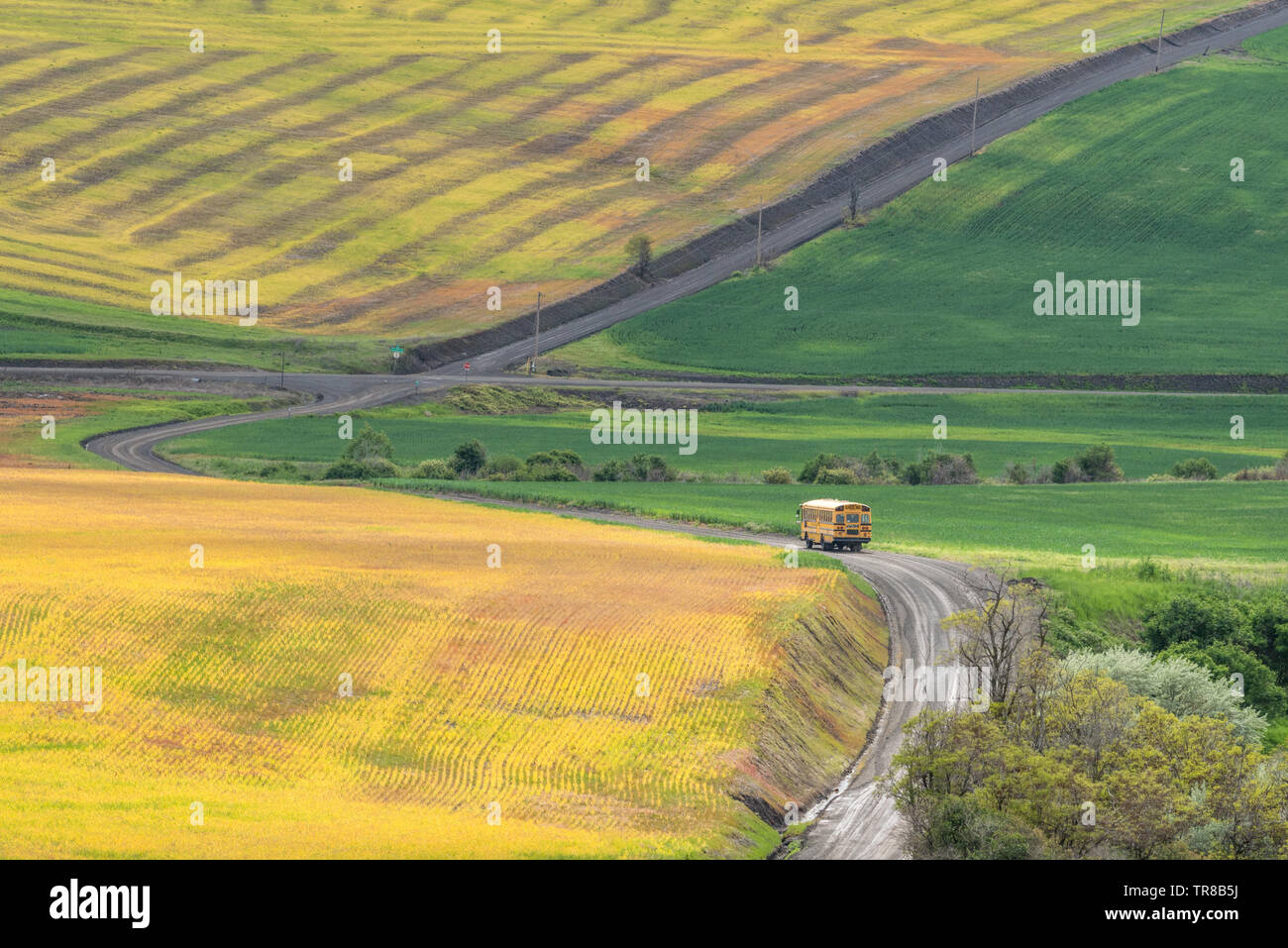 Scuola bus su una strada rurale in Umatilla County, Oregon. Foto Stock