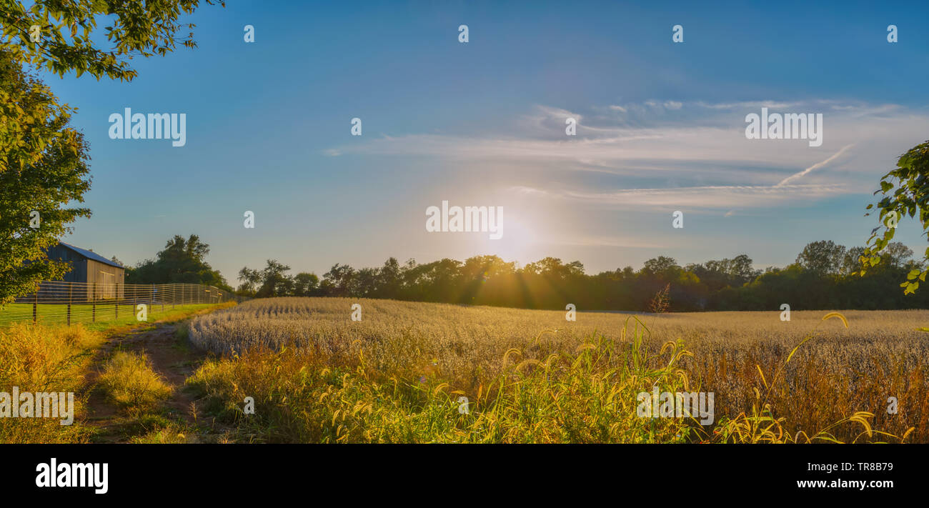 Il sole tramonta su un campo di grano in Willowsford, VA, Stati Uniti d'America. Foto Stock